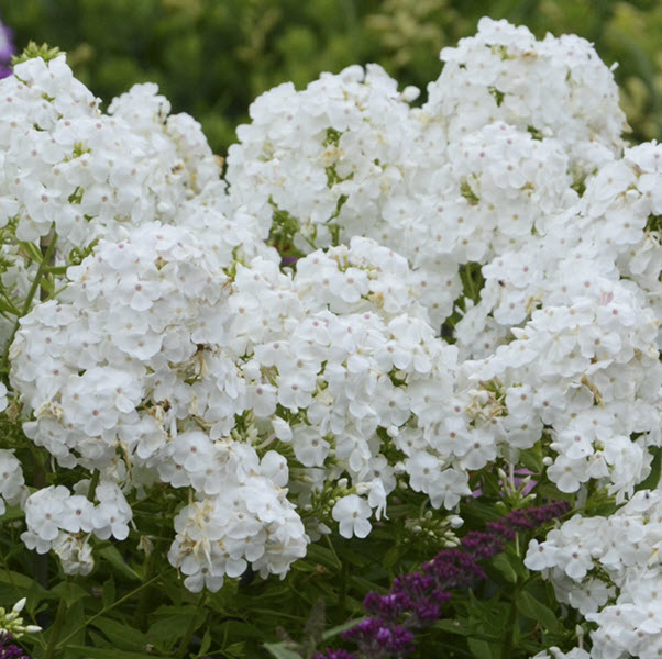 Perennial Tall Garden Phlox