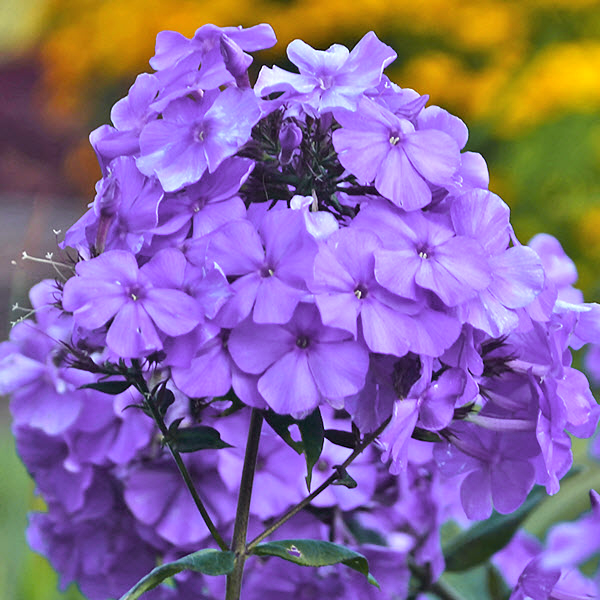 Perennial Tall Garden Phlox