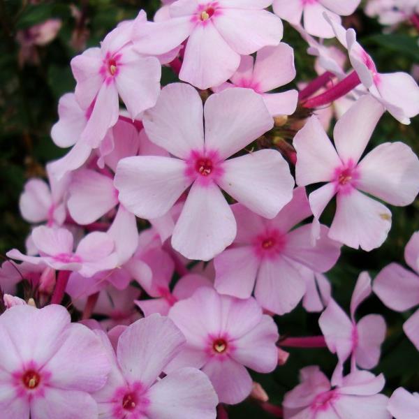 Perennial Tall Garden Phlox