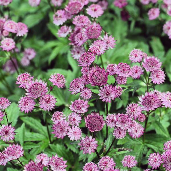 Astrantia major 'Roma'