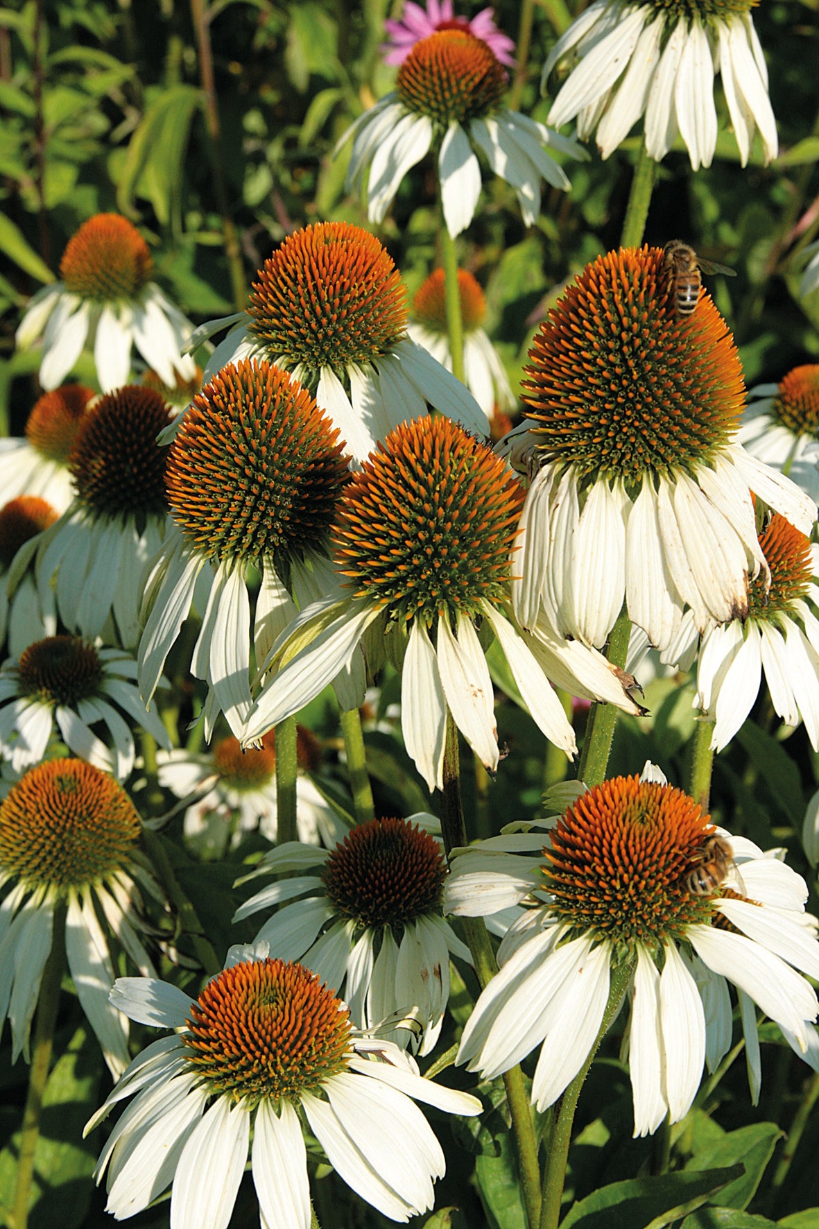 Echinacea (Coneflower)
