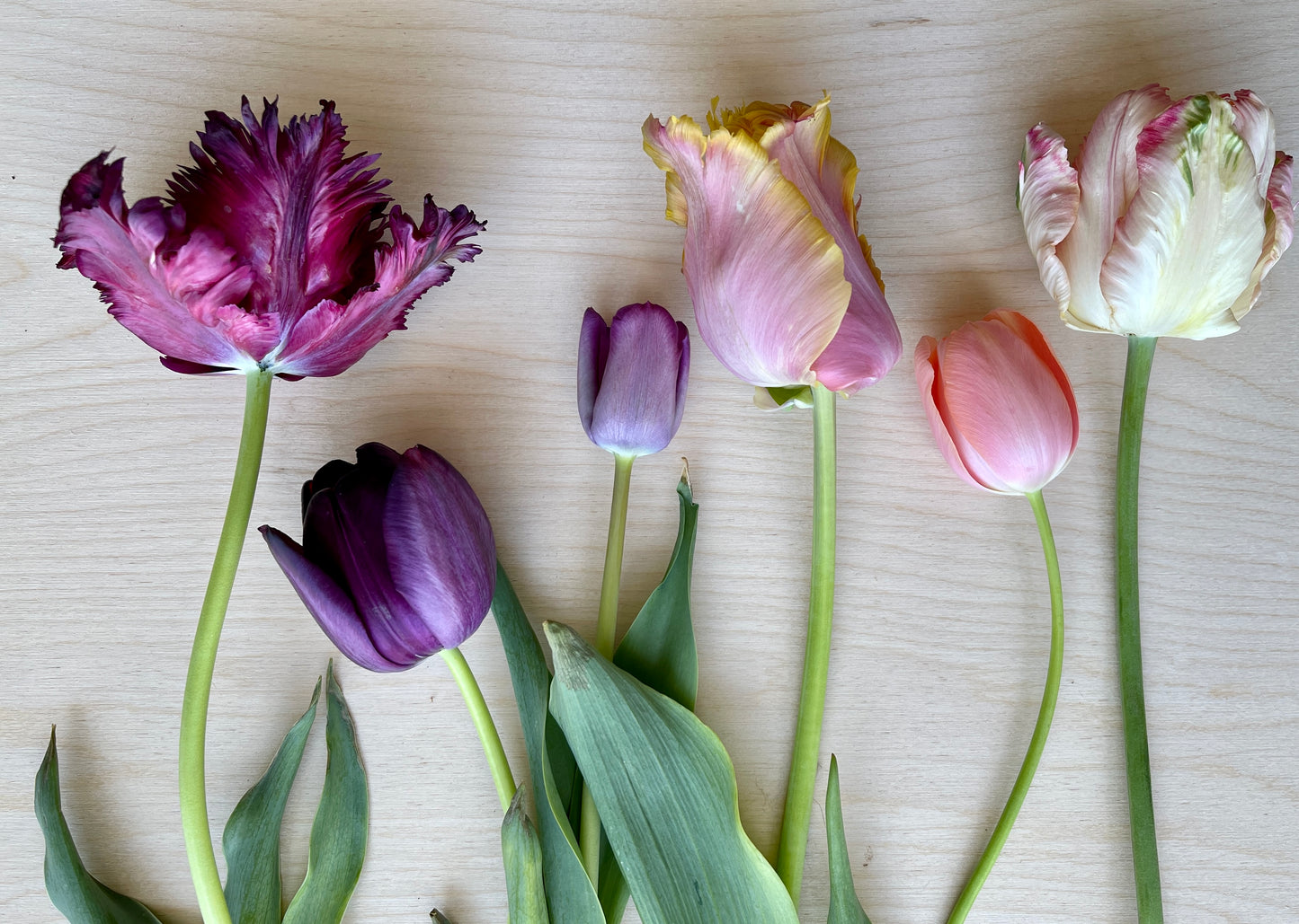 Tulip Bouquet Winter Subscription