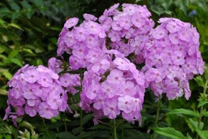 Perennial Tall Garden Phlox