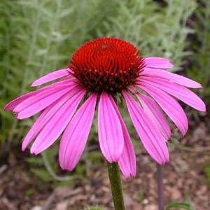 Echinacea (Coneflower)