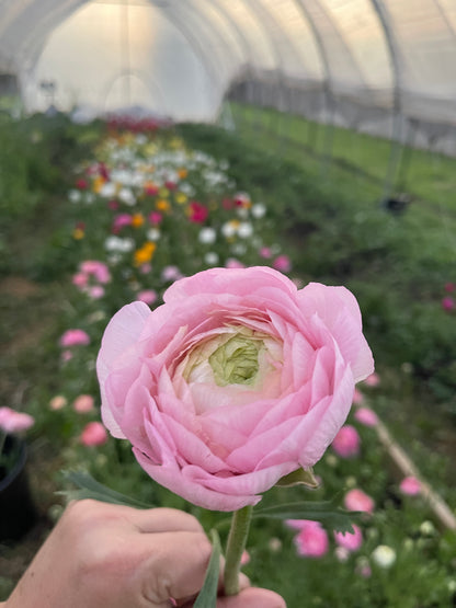 Dolce Vita Pastello Mix - Elegance Italian Ranunculus