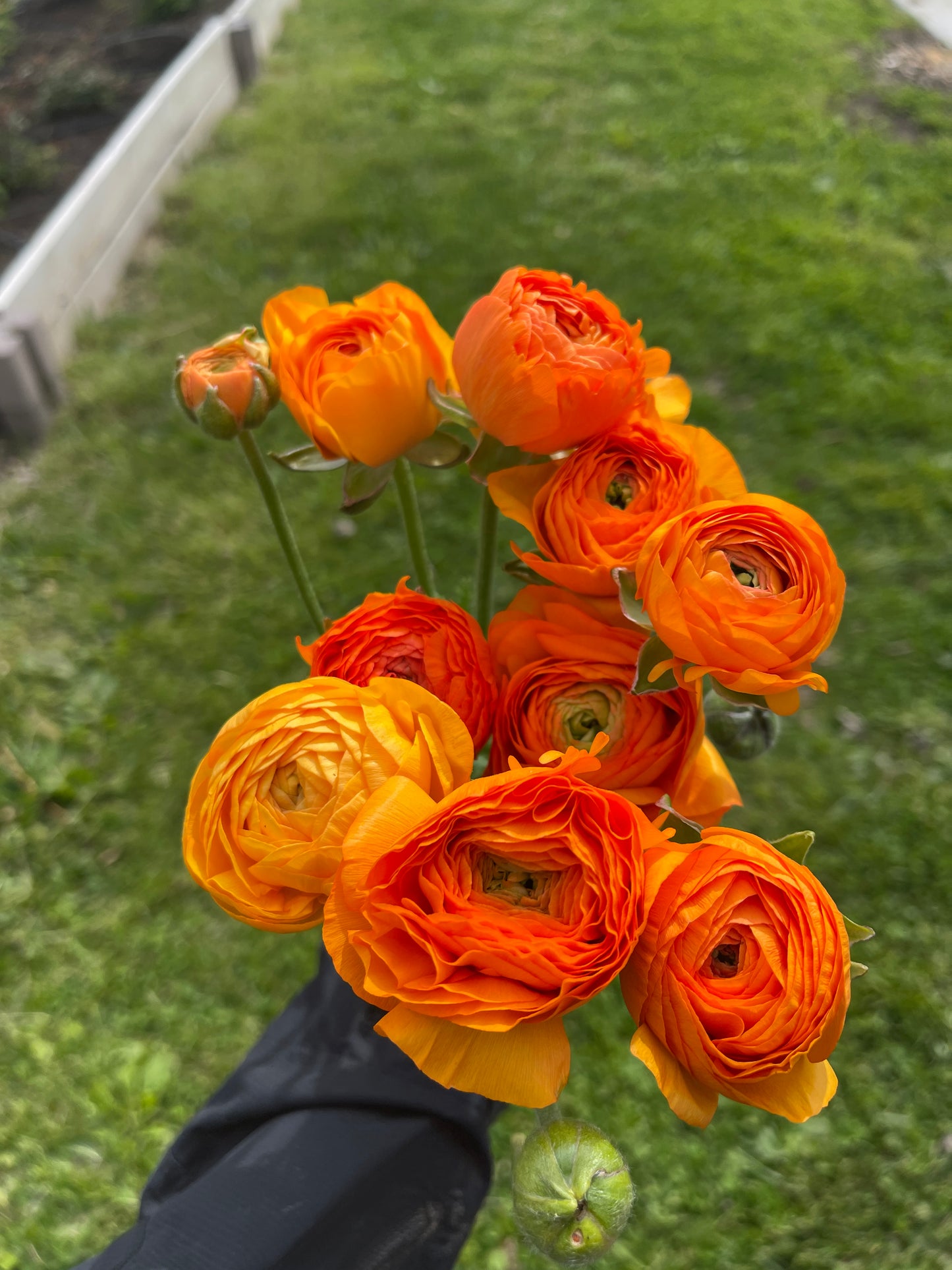 Orange- Amandine Ranunculus