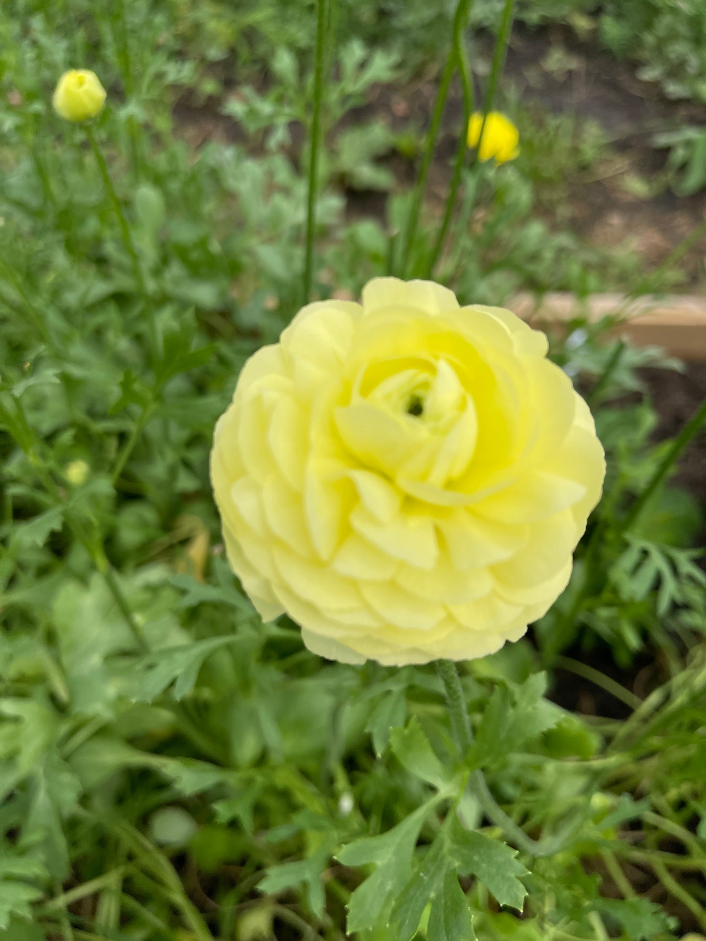 Cream - Amandine Ranunculus