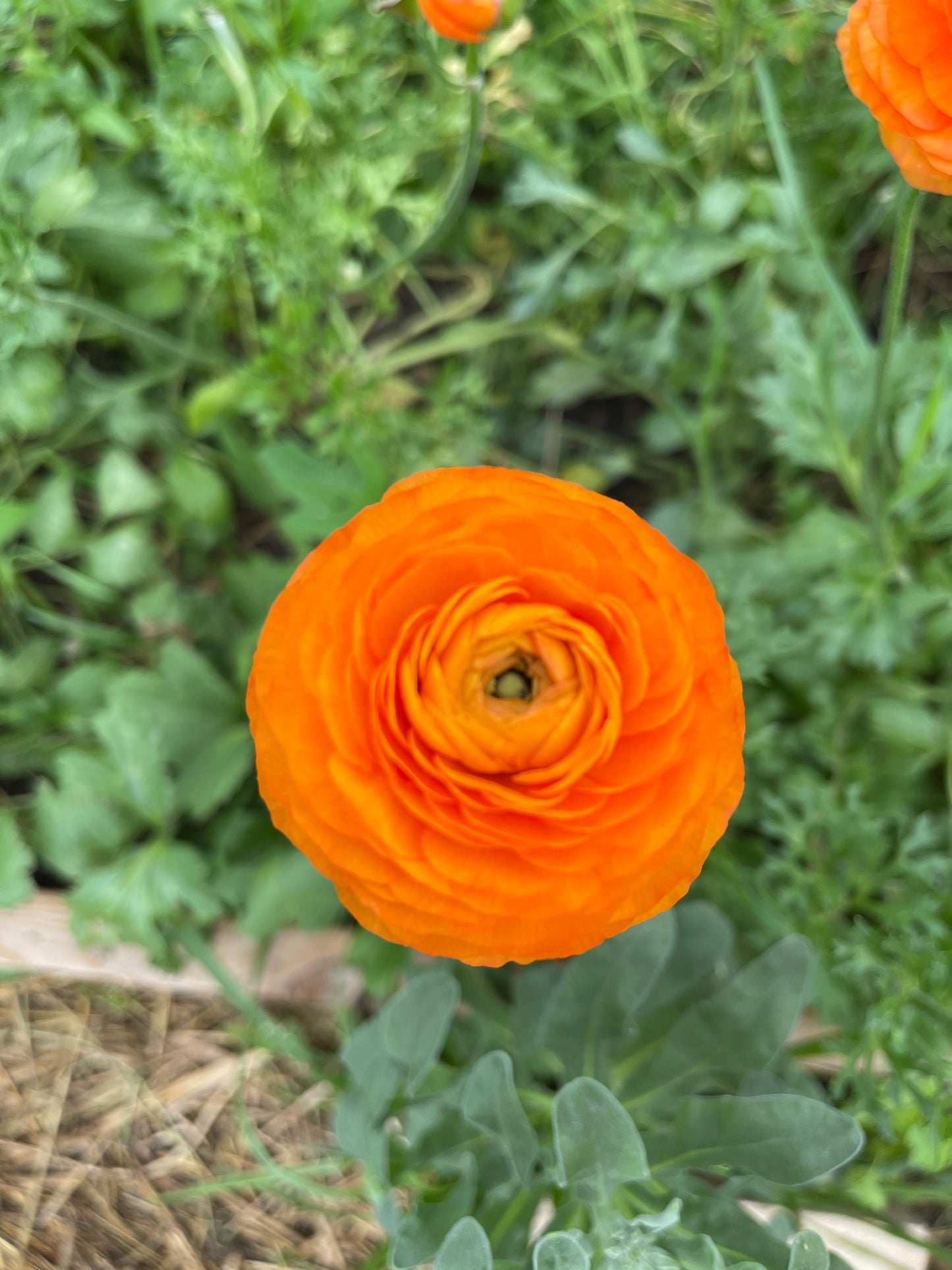 Orange- Amandine Ranunculus