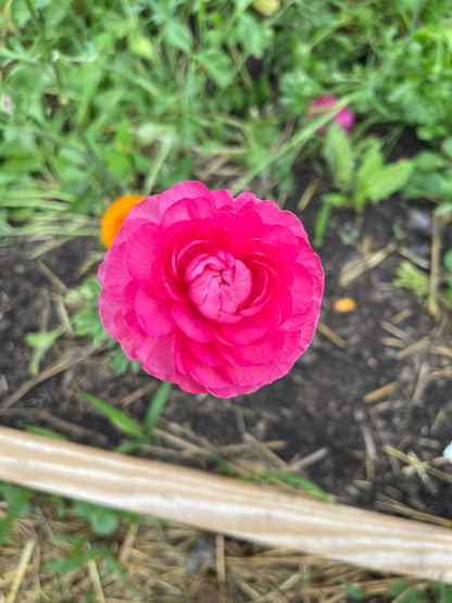 Bonbon - Amandine Ranunculus