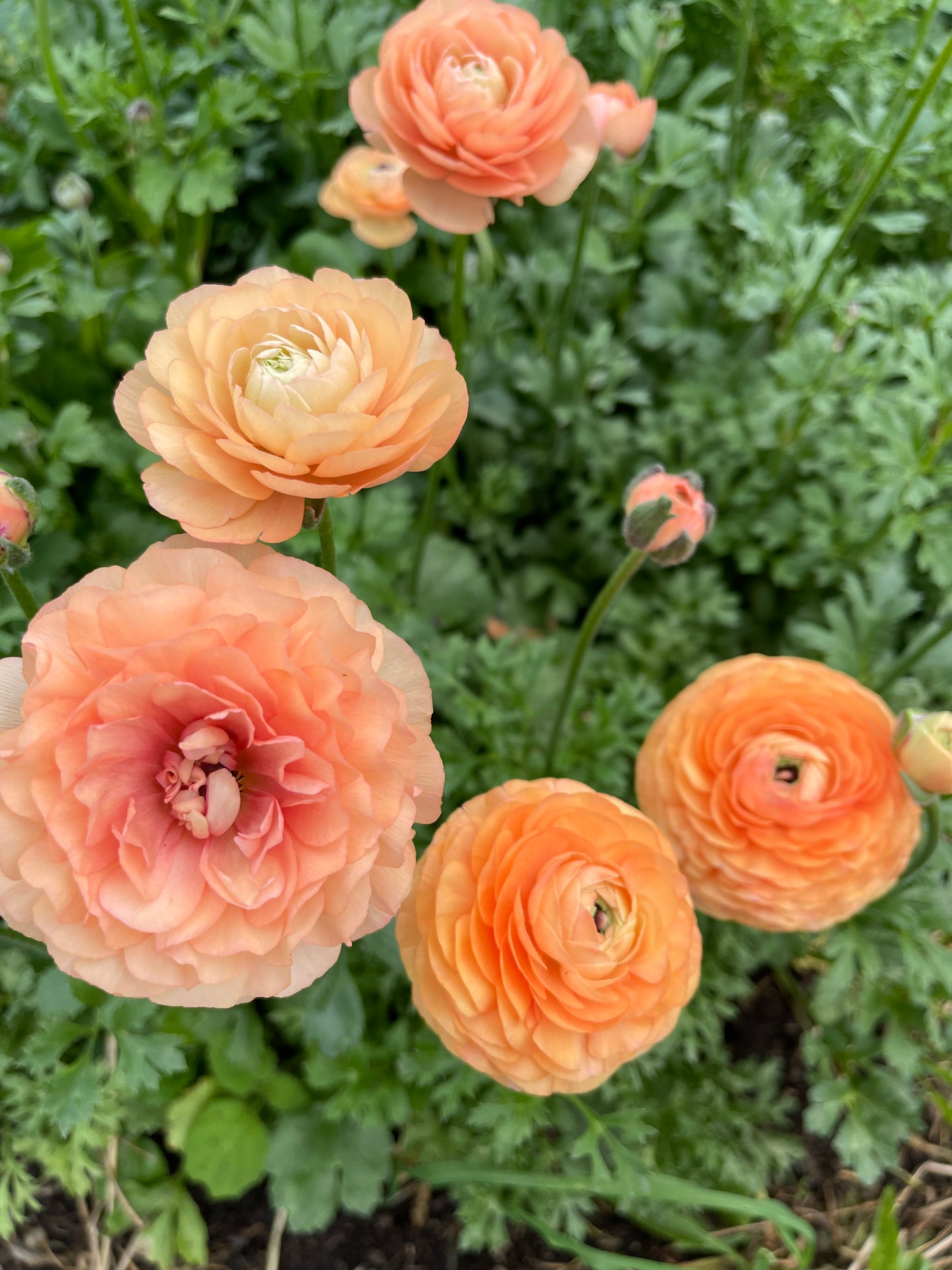 Salmon - Amandine Ranunculus