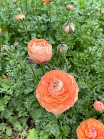 Salmon - Amandine Ranunculus