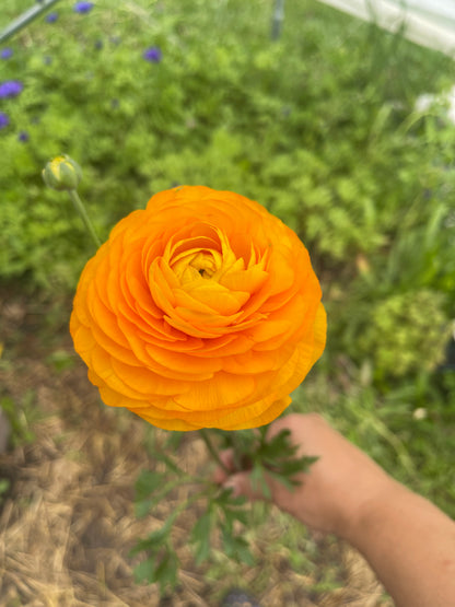 Orange- Amandine Ranunculus