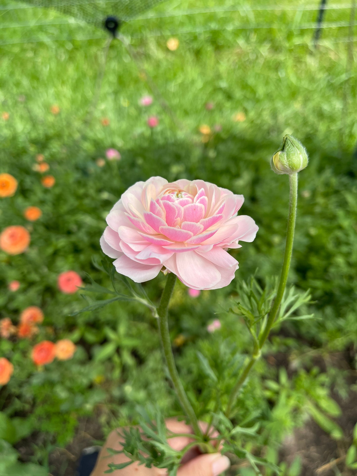 Porcelaine - Amandine Ranunculus