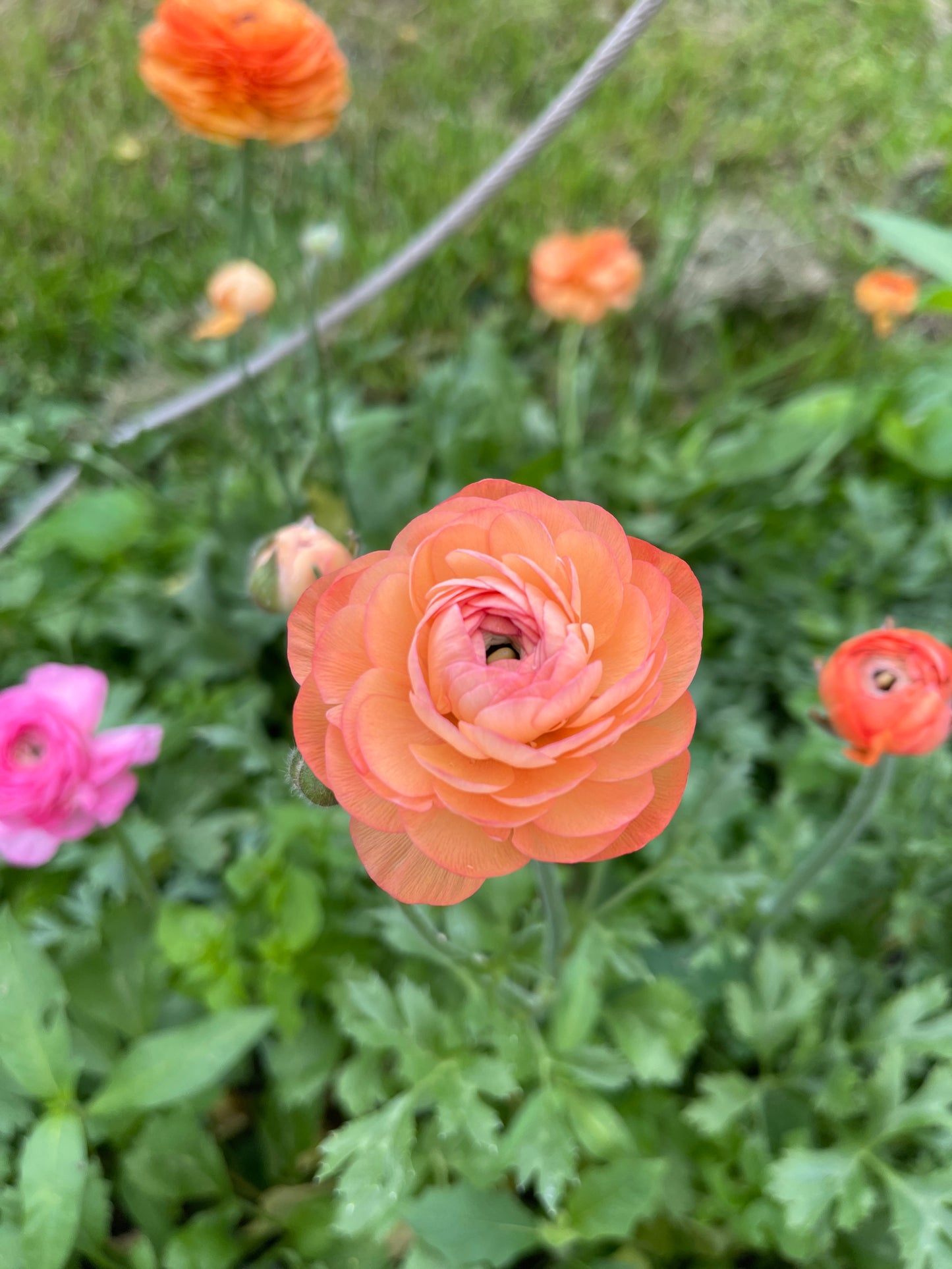 Salmon - Amandine Ranunculus