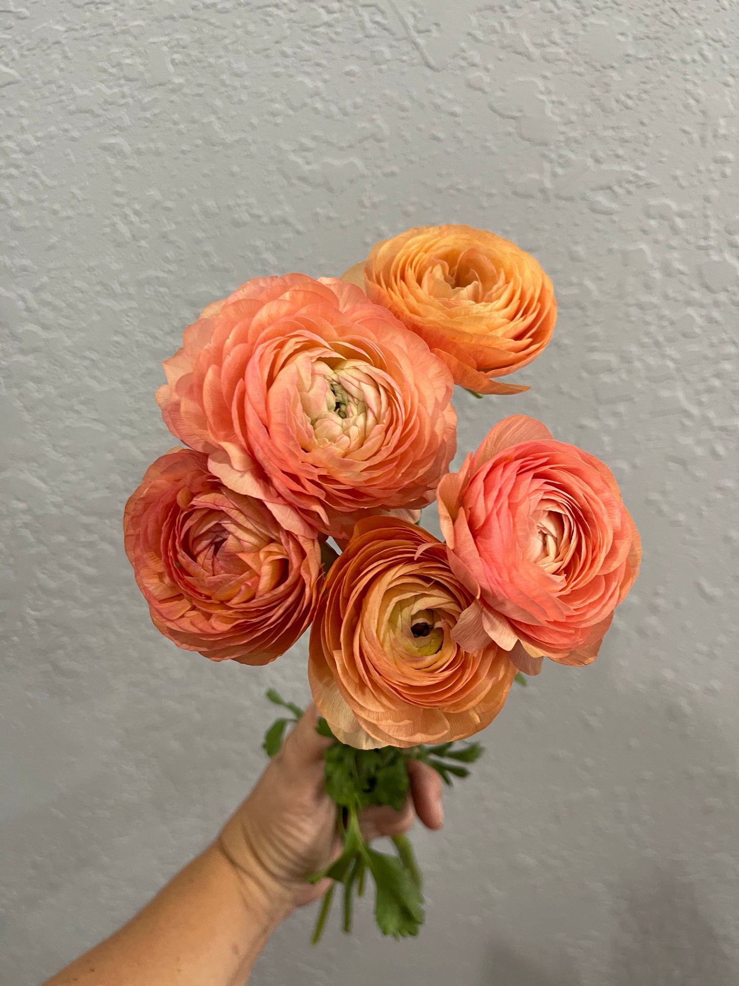 Salmon - Amandine Ranunculus