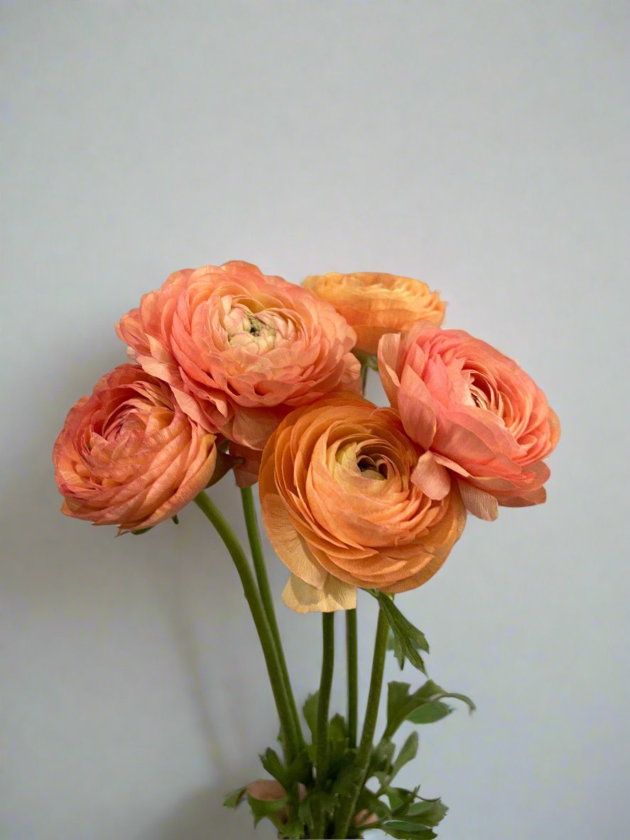 Salmon - Amandine Ranunculus