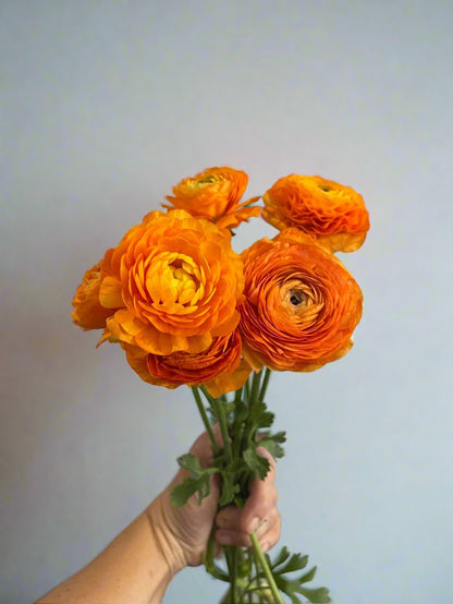 Orange- Amandine Ranunculus