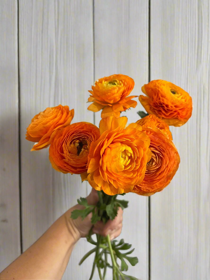 Orange- Amandine Ranunculus