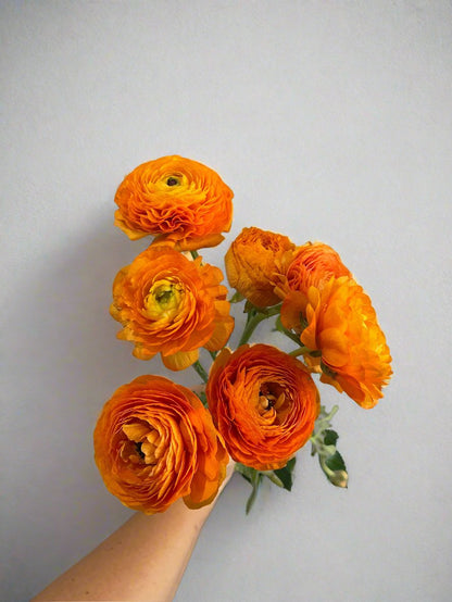 Orange- Amandine Ranunculus