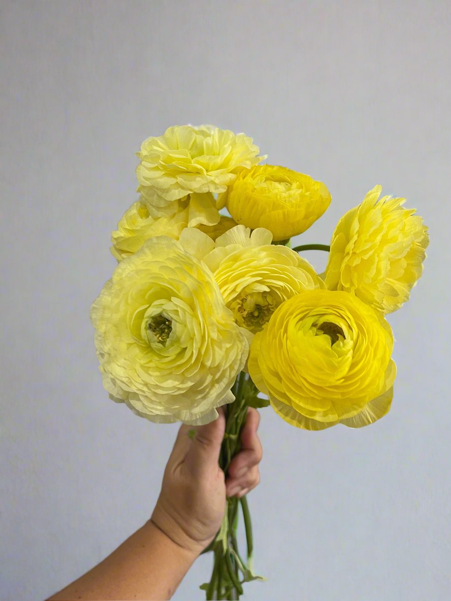 Cream - Amandine Ranunculus