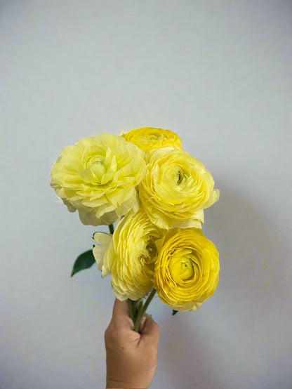 Cream - Amandine Ranunculus