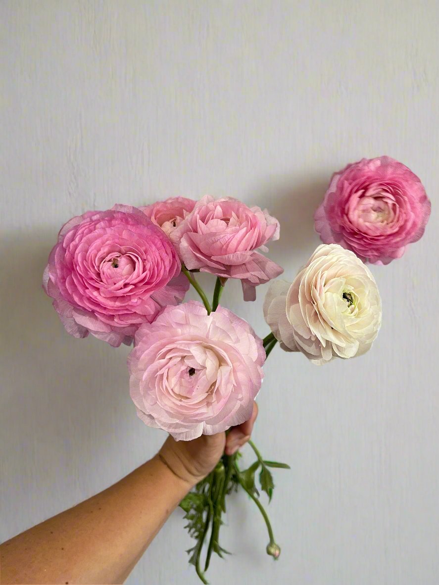 Dolce Vita Pastello Mix - Elegance Italian Ranunculus