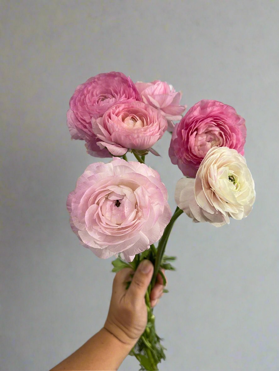 Dolce Vita Pastello Mix - Elegance Italian Ranunculus