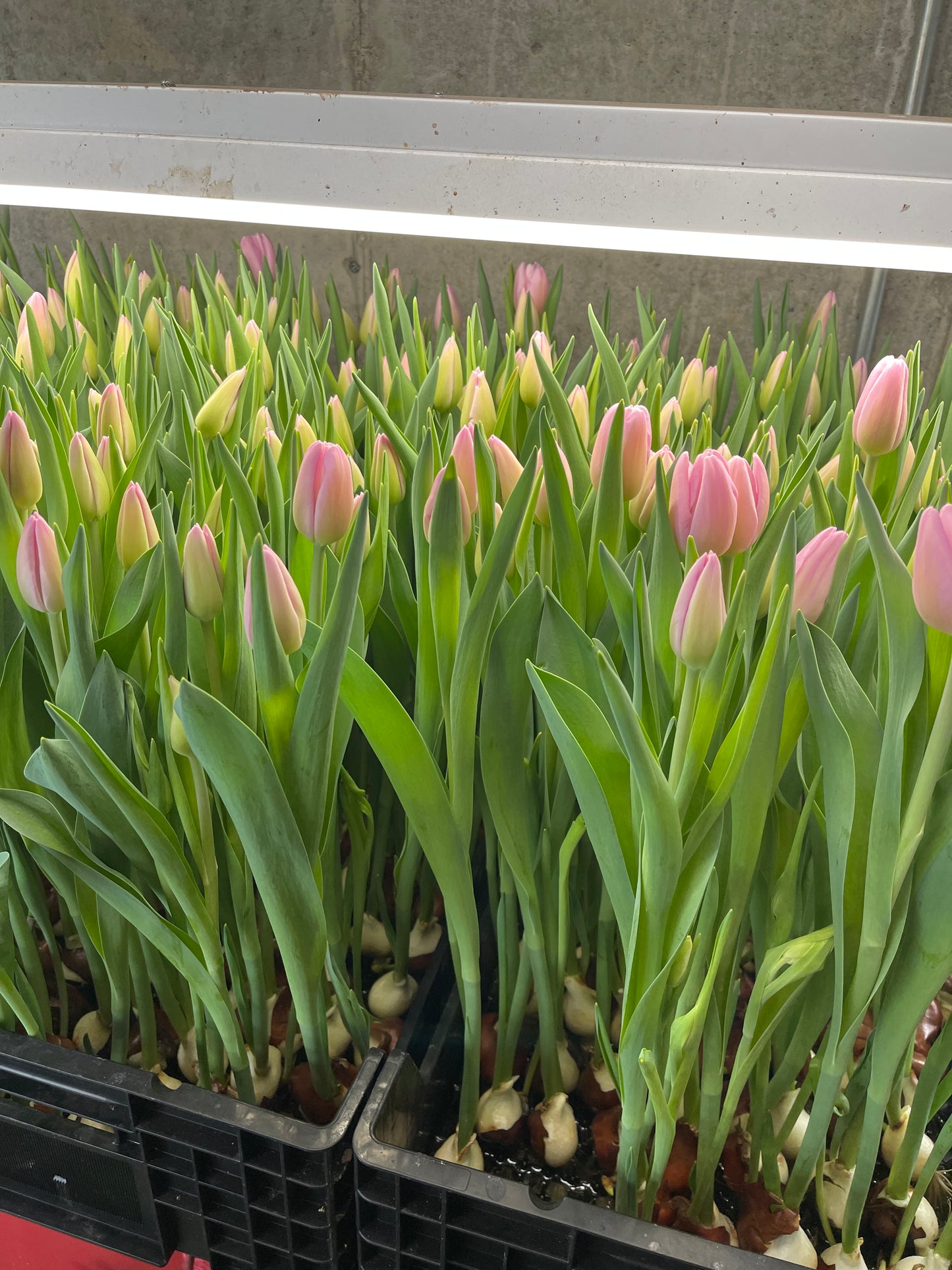 Valentine's Day Tulips