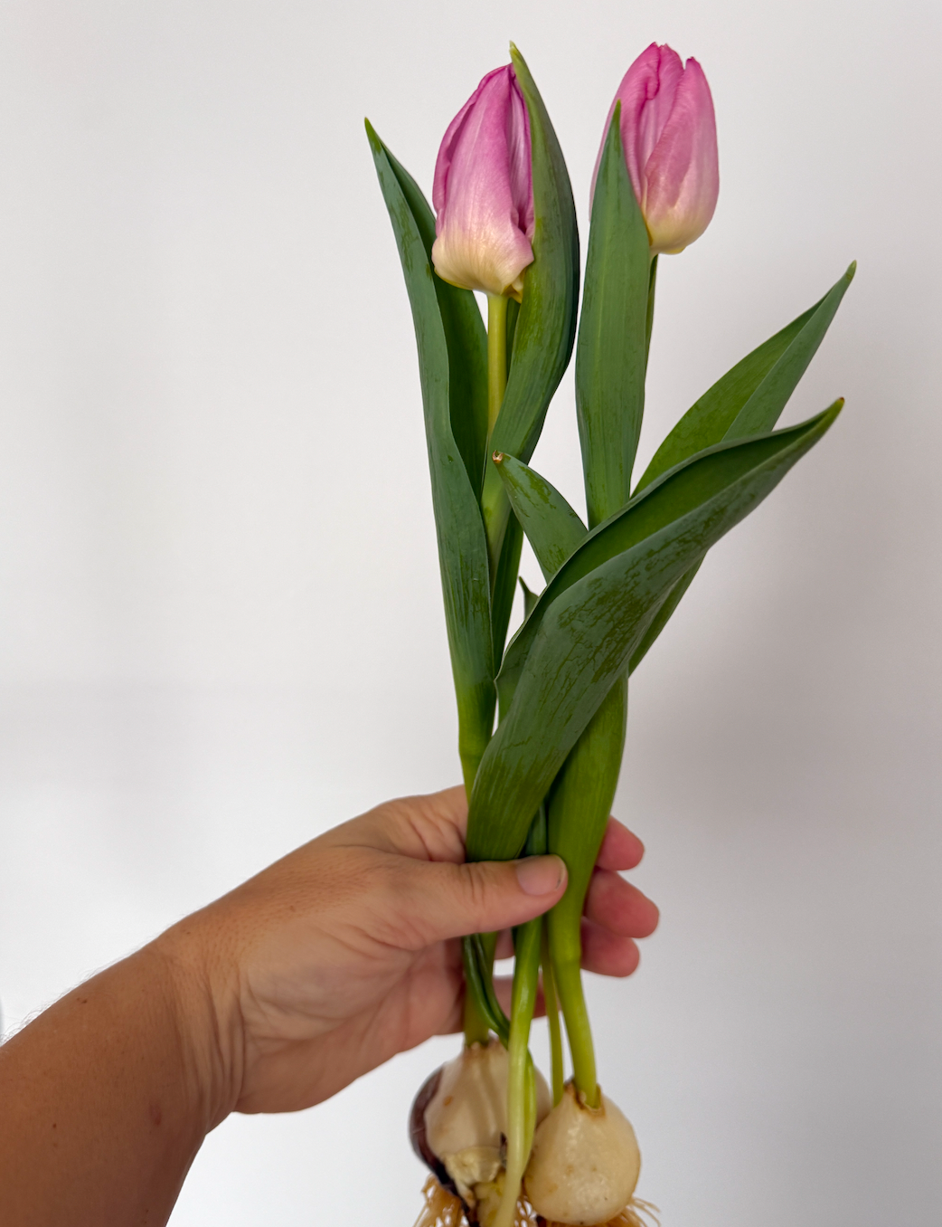 Tulip Deal-io! Flash Sale!!