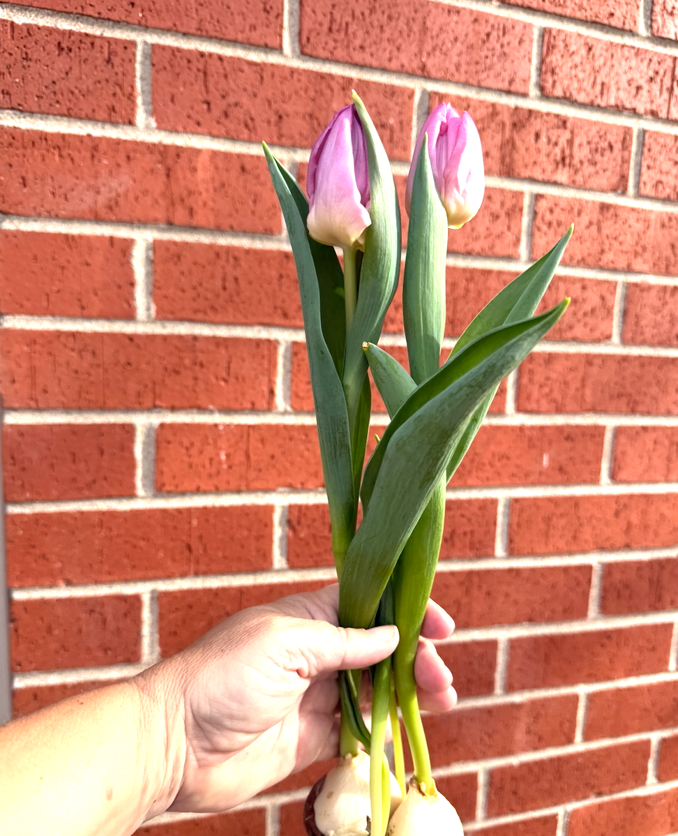 Tulip Deal-io! Flash Sale!!