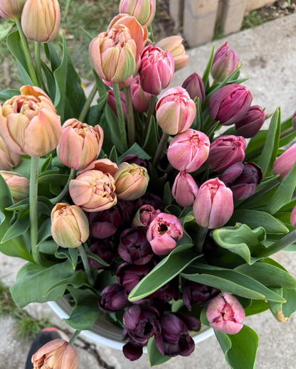 Tulip Bouquet Winter Subscription