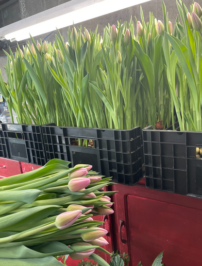 Tulip Bouquet Winter Subscription