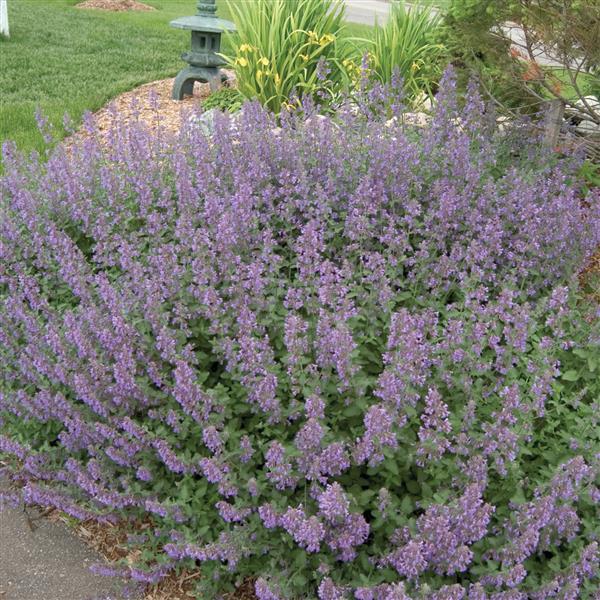 Catmint Walker's Low