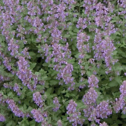 Catmint Walker's Low