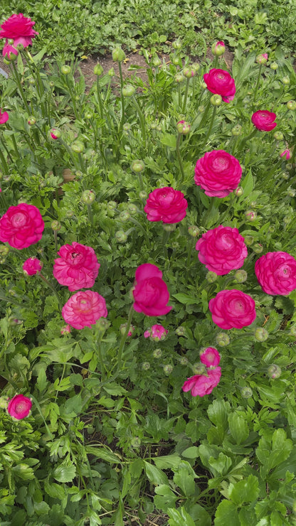 Bonbon - Amandine Ranunculus