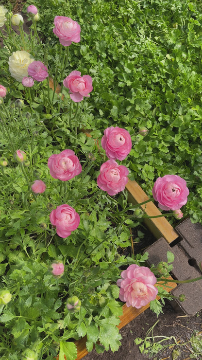 Dolce Vita Pastello Mix - Elegance Italian Ranunculus